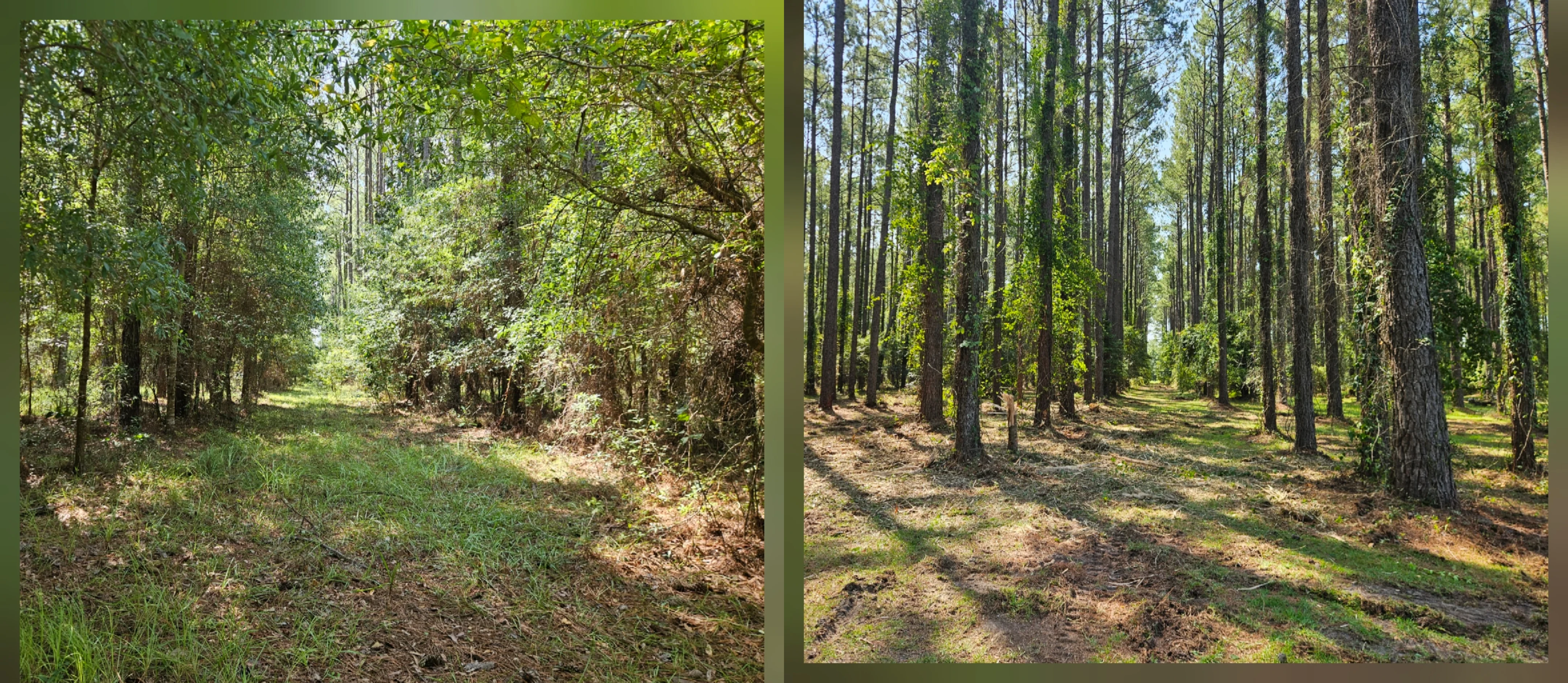 Before and after brush clearing before hunting season
